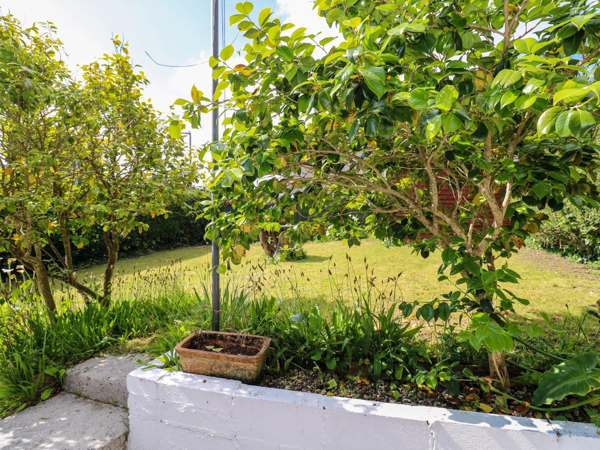 Camellia * Penzance